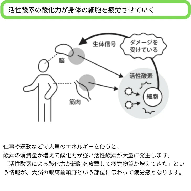 メンズ長袖クルーネックカットソー / 抗酸化ウェア IOZ