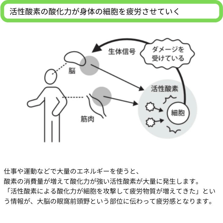 レディース長袖クルーネックカットソー / 抗酸化ウェア IOZ