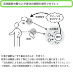 メンズ長袖クルーネックカットソー / 抗酸化ウェア IOZ