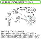レディース長袖クルーネックカットソー / 抗酸化ウェア IOZ　