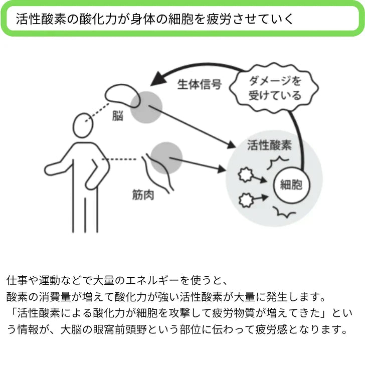 レディースレギンス / 抗酸化ウェア IOZ